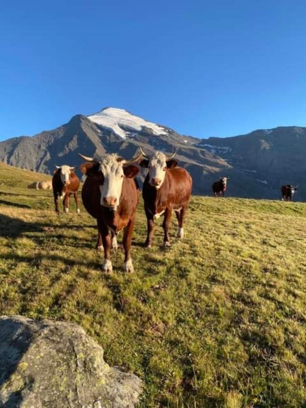 "L'Ancolie" Appartement De Charme 4 Personnes A Val Cenis Termignon Esterno foto
